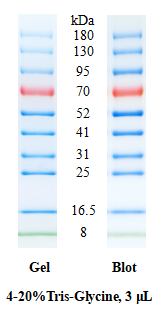 SDS-PAGE band profile