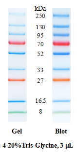 SDS-PAGE band profile