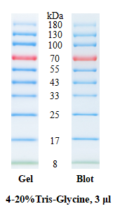 SDS-PAGE band profile