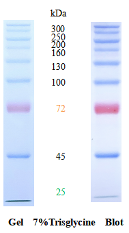 SDS-PAGE band profile