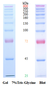 SDS-PAGE band profile