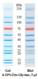SDS-PAGE band profile