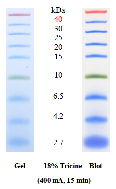SDS-PAGE band profile of Low Range Protein Ladder