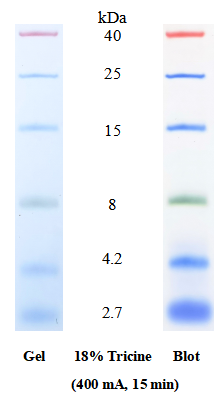 SDS-PAGE band profile of Low Range Protein Ladder