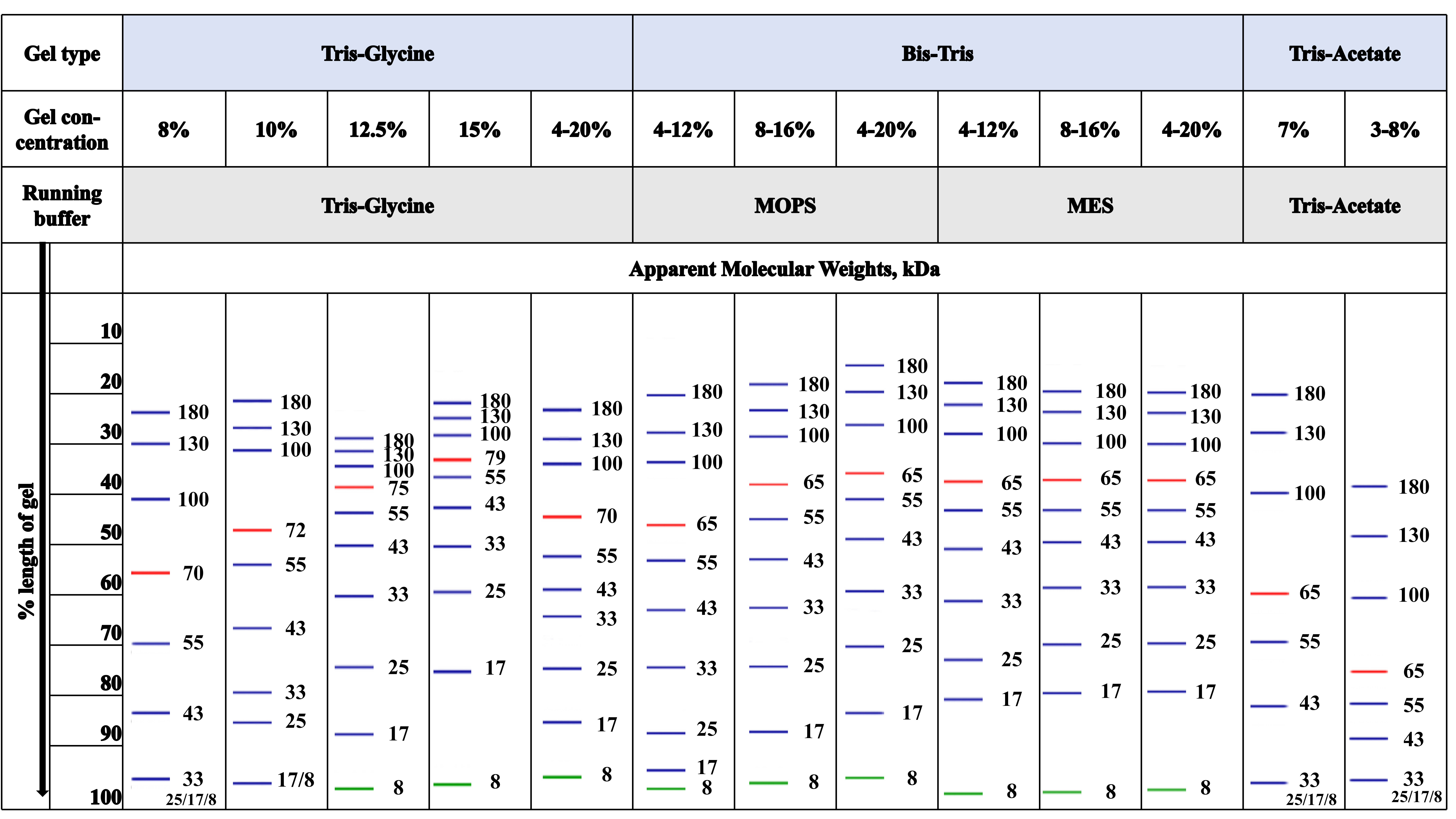 Migration patterns of Protein Ladder