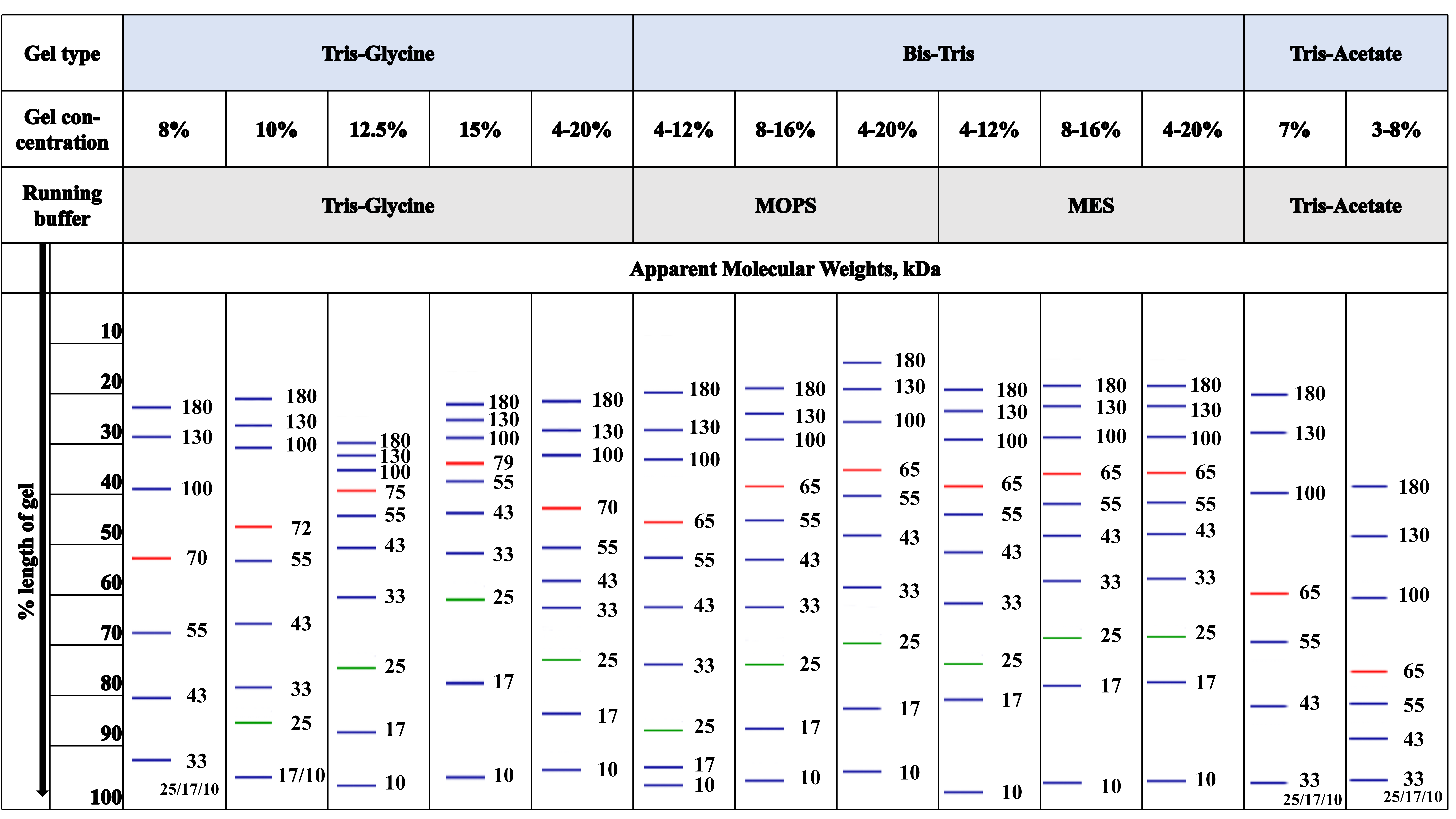 Migration patterns of Protein Ladder